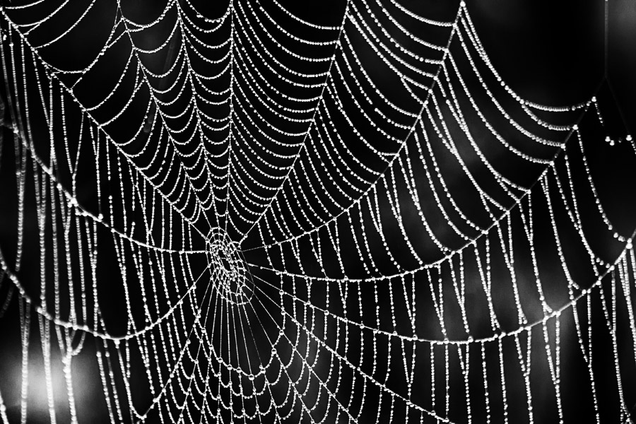 蜘蛛 の 糸